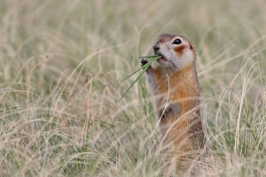 Краснашкі суслік - яскравий представник гризунів Краснашкі суслік - яскравий представник гризунів